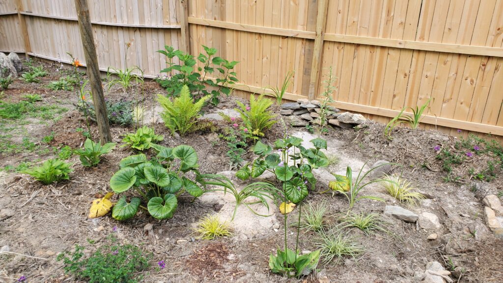 One of our rain gardens