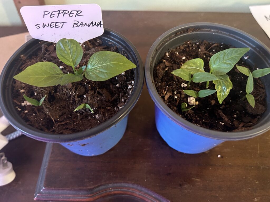 Herbs Growing with Peppers