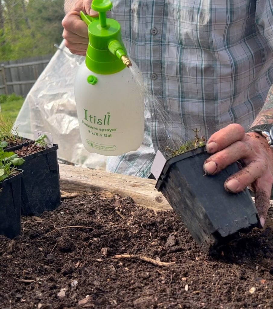 Preparing Thyme for Transplanting By Watering