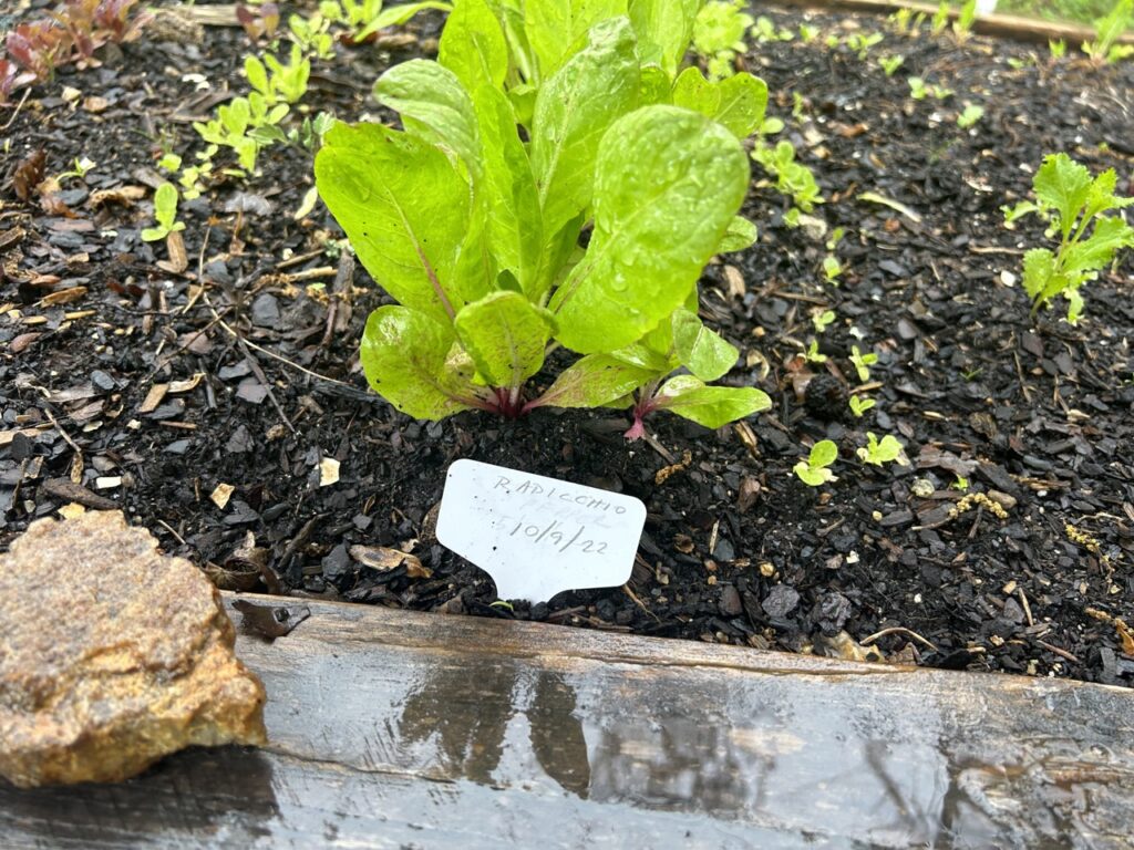 Radicchio in Foxtrot Bed