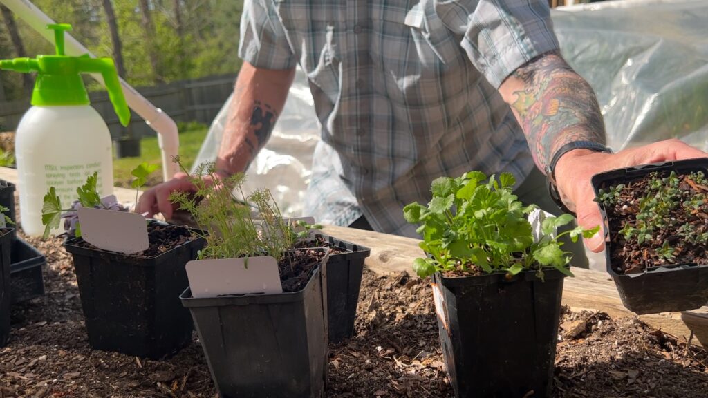 Various Herbs Basil Cilantro Thyme Dill