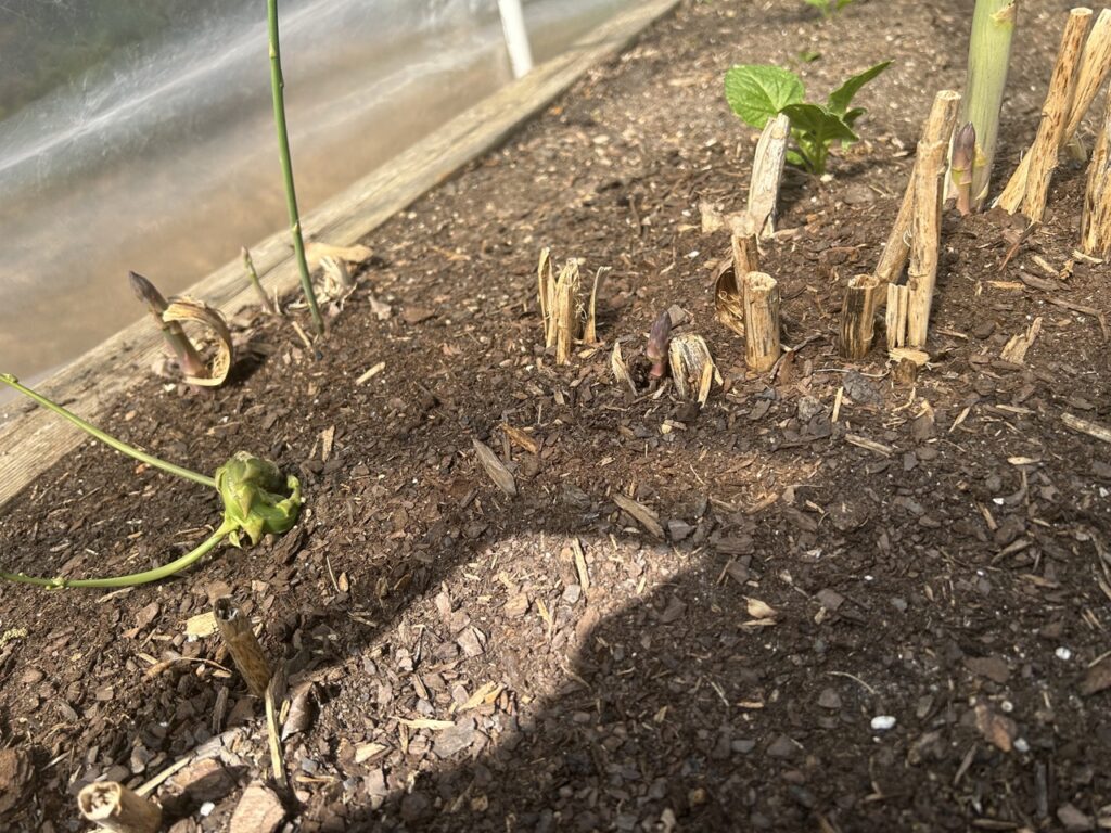 Asparagus in Bravo Bed