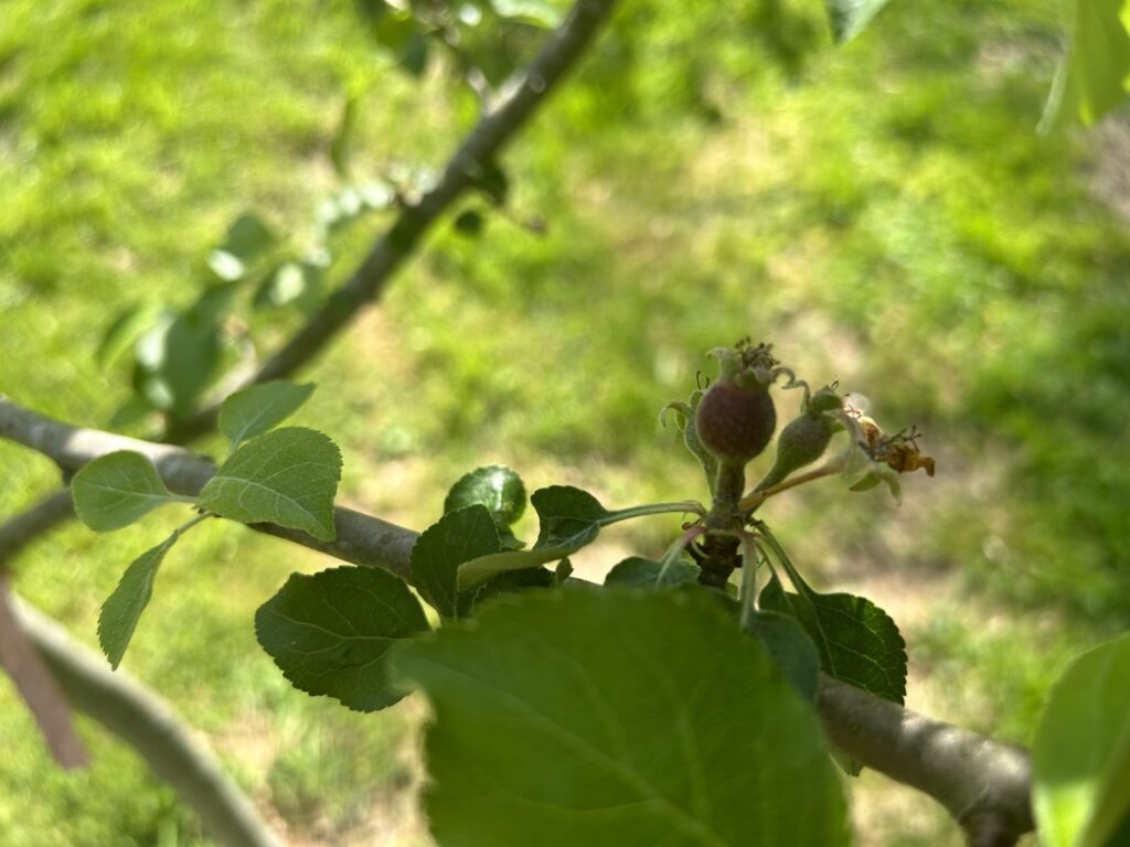 Granny Smith Apples