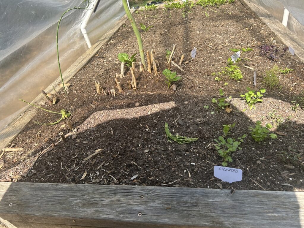 Herbs and Asparagus in Bravo Bed