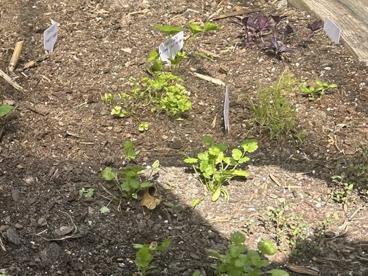 Herbs and Asparagus in Bravo Bed