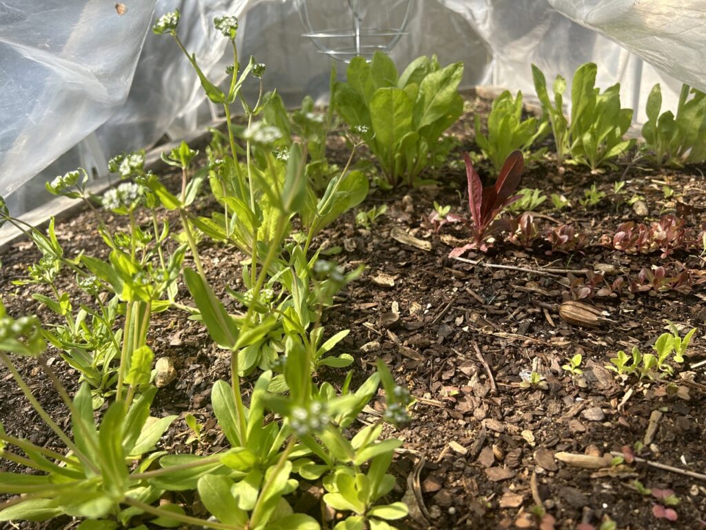 Lettuces in Foxtrot Bed