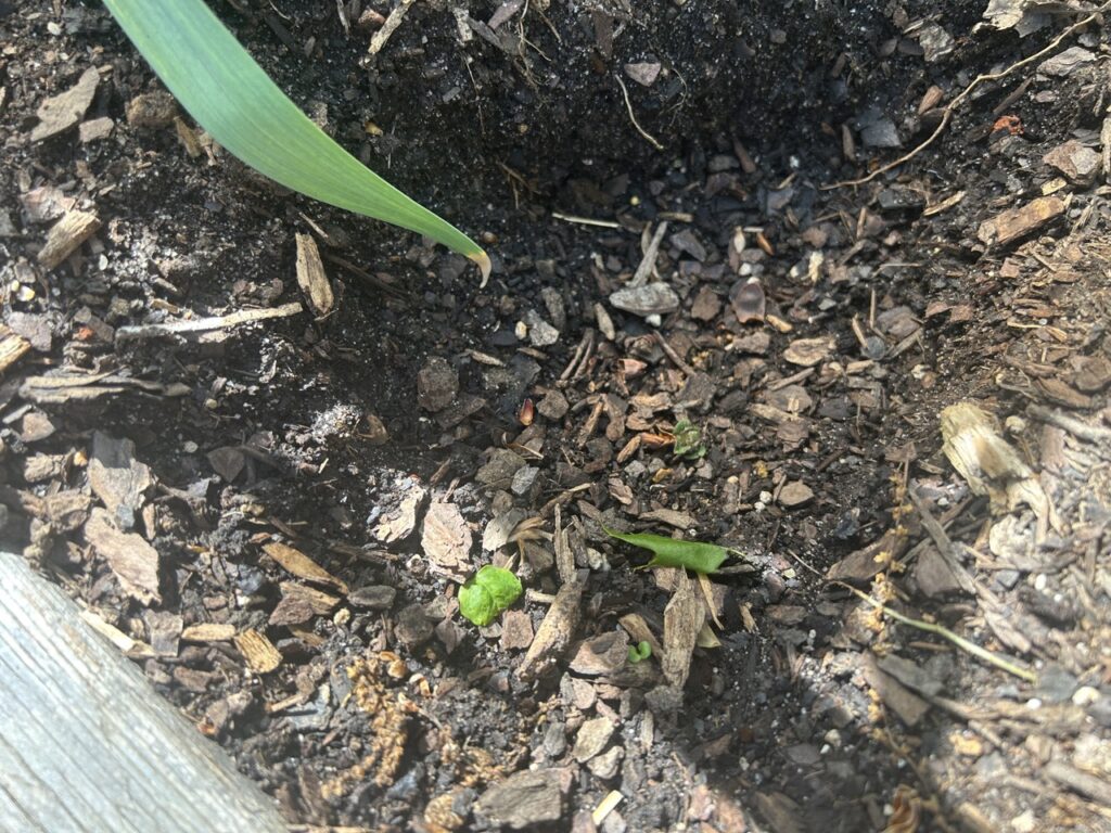 Potato Plant in Alpha Bed