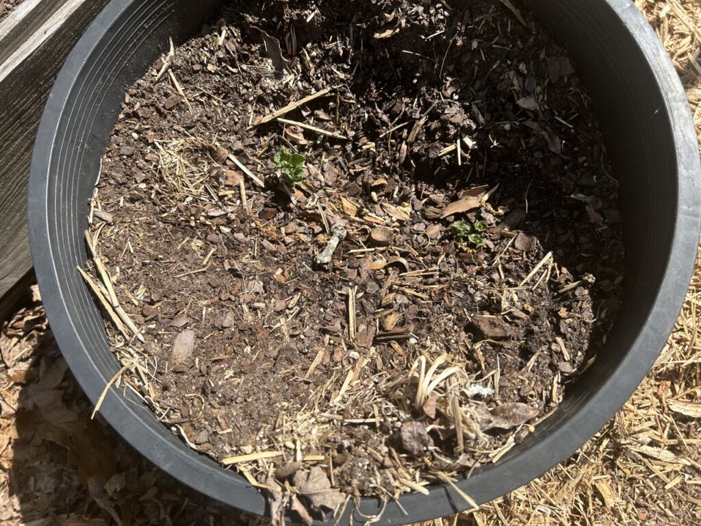 Potato Plants in Container near Charlie and Delta Bed