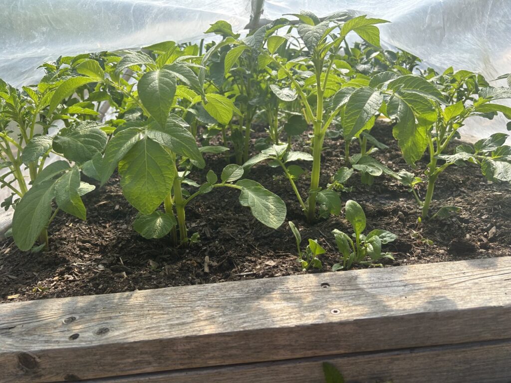 Potatoes and Spinach in Alpha Bed