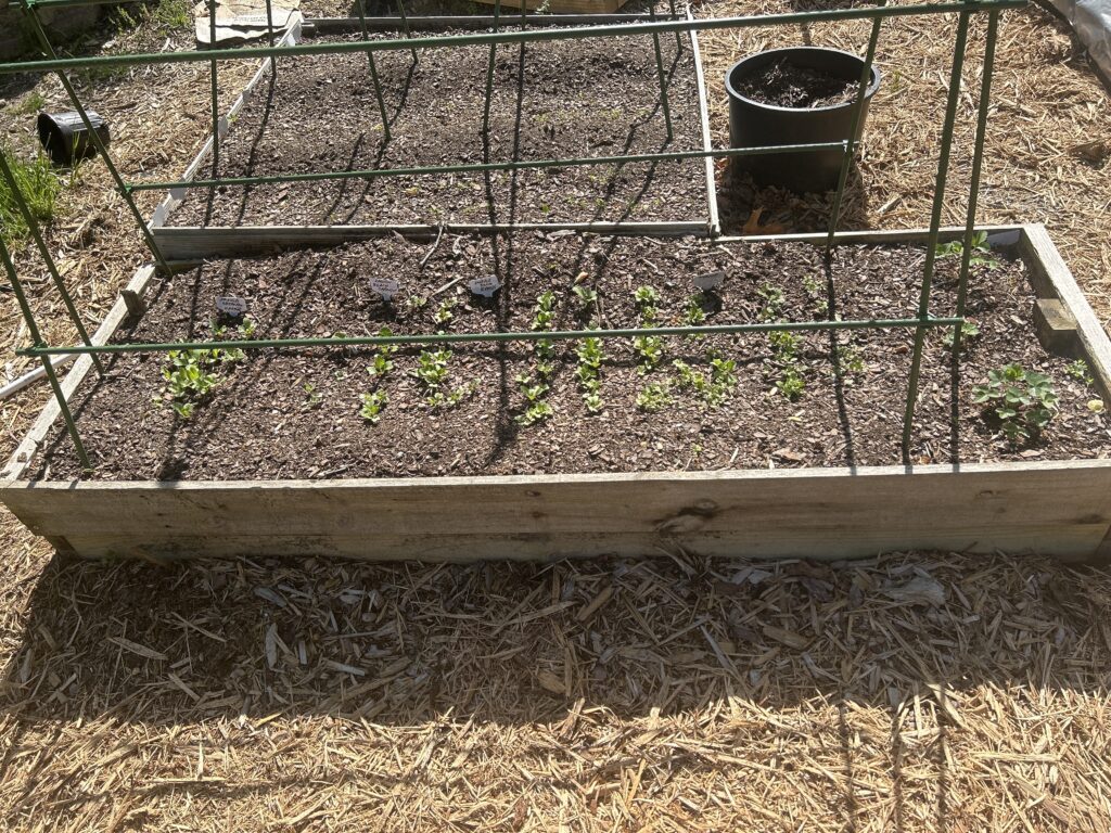 Radishes Turnips and Strawberry Plants in Delta Bed