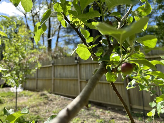 Apple on Granny Smith Apple Tree in the gardens at Bad Gnome Gardening