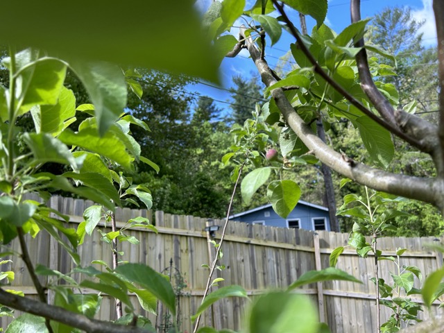 Apple on the Granny Smith Apple Tree