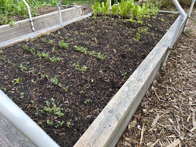 Kale and Swiss Chard Growing in Foxtrot Bed