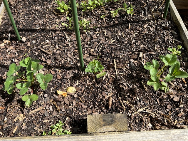 Strawberry Plants Growing in Delta Bed