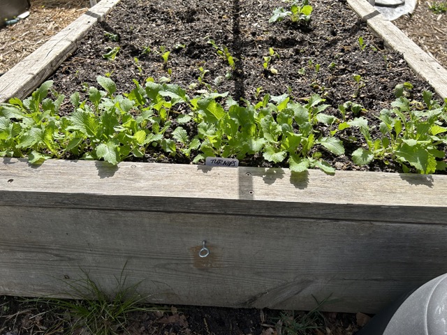 Turnips Growing in Bravo Bed