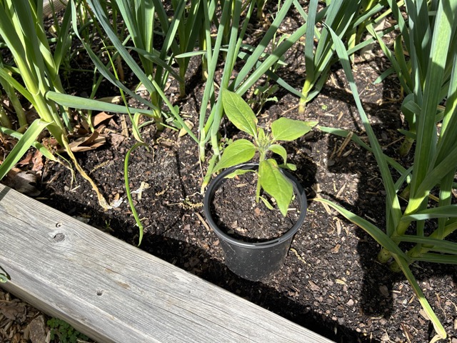 Unknown Plant Growing in Alpha Bed